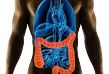 Digestive System Human Body