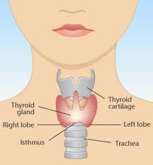 Thyroid Nutrition Thyroid in the neck area